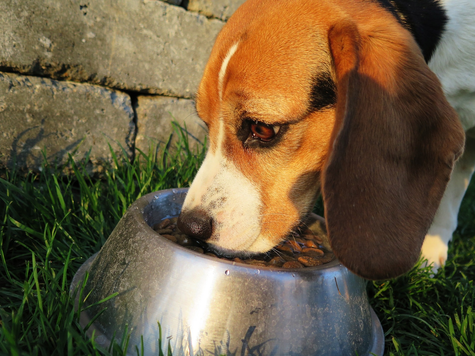 The Pet Food Industry Is Growing At a Fast Pace