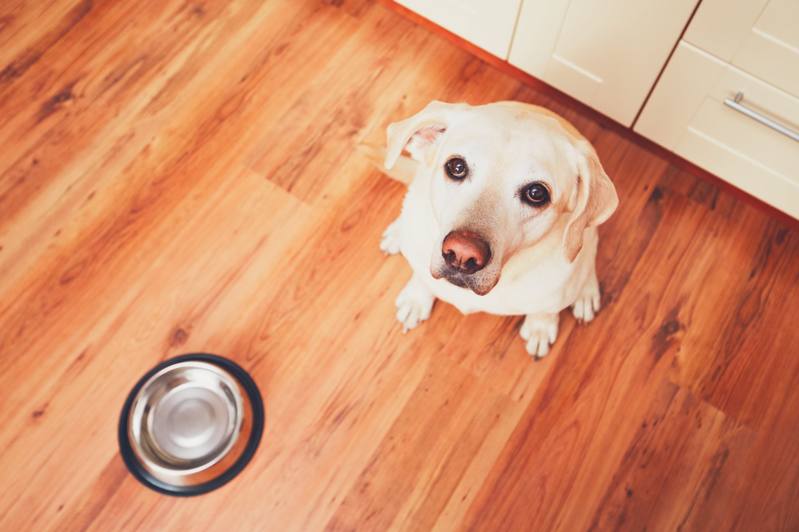 Innovation in the pet food industry – E-commerce for dogs